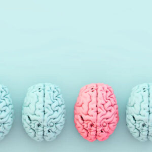 Brain