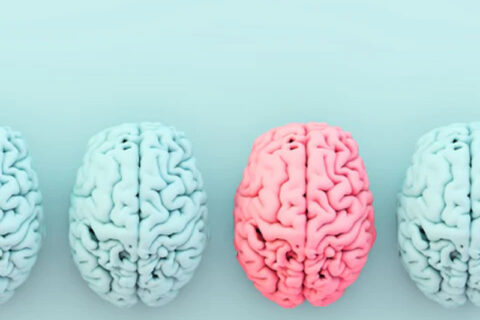Brain